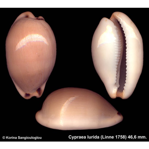 Cypraea lurida Outstanding Globulus Large!