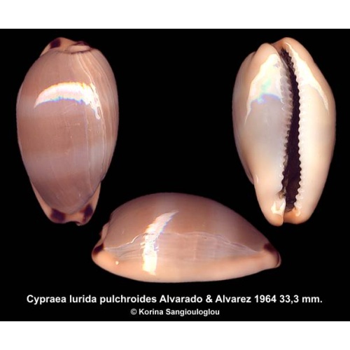 Cypraea lurida pulchroides Outstanding Elongate!