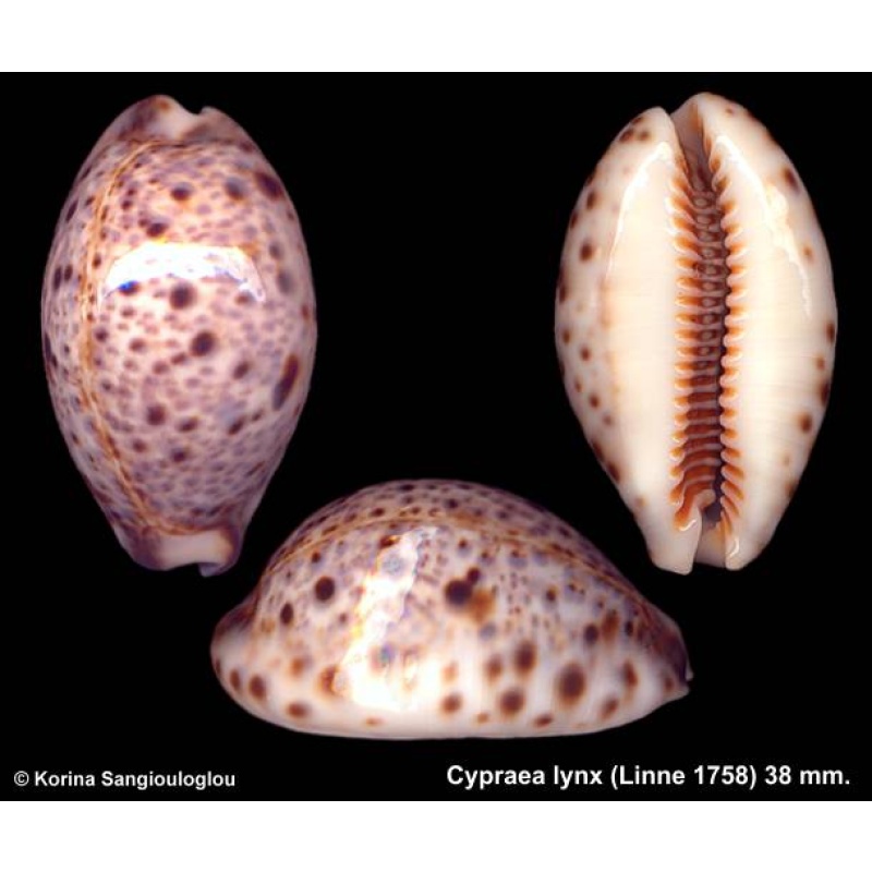Cypraea lynx Gorgeous Gerontic Heavy!