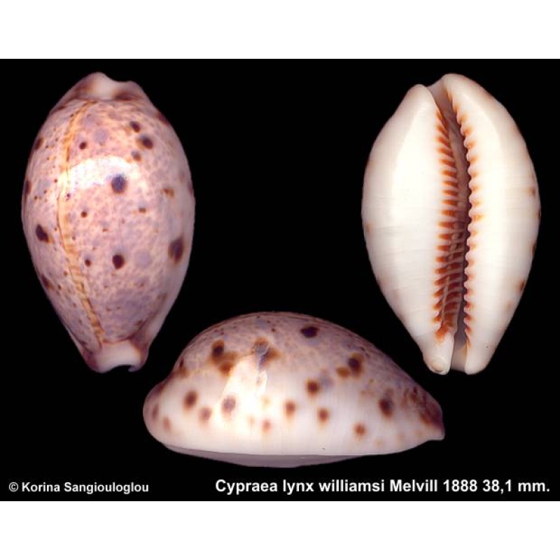 Cypraea lynx williamsi Gorgeous Rare Red Sea Specimen!