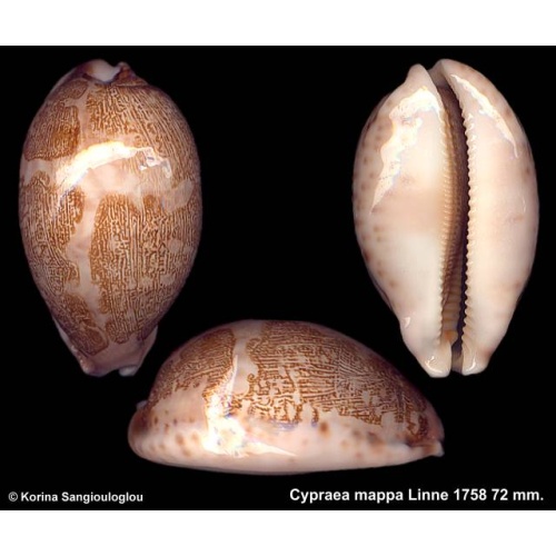 Cypraea mappa Gorgeous Cross Mantle Line!