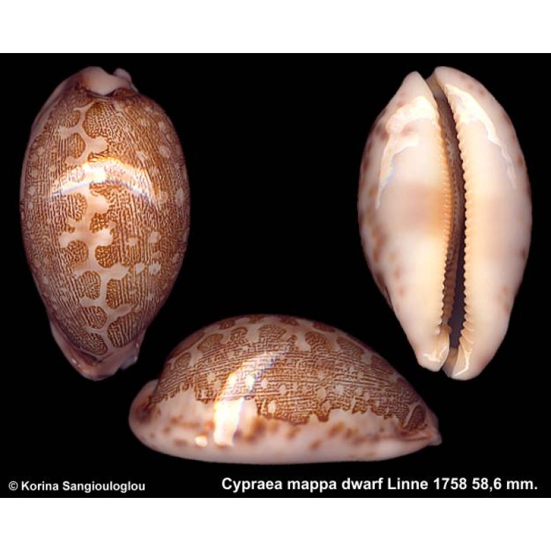 Cypraea mappa dwarf Gorgeous!