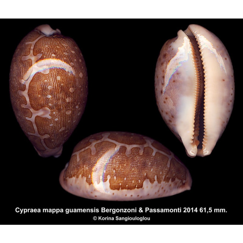 Cypraea mappa guamensis Gorgeous Superb Beauty!