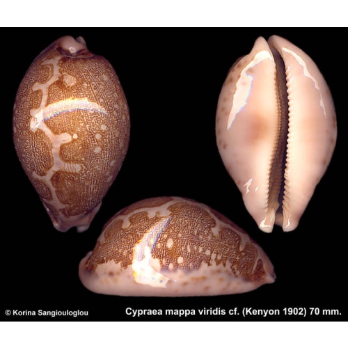 Cypraea mappa viridis cf. Gorgeous!