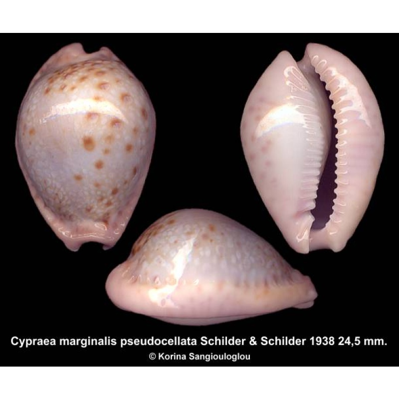Cypraea marginalis pseudocellata Gorgeous Globose!