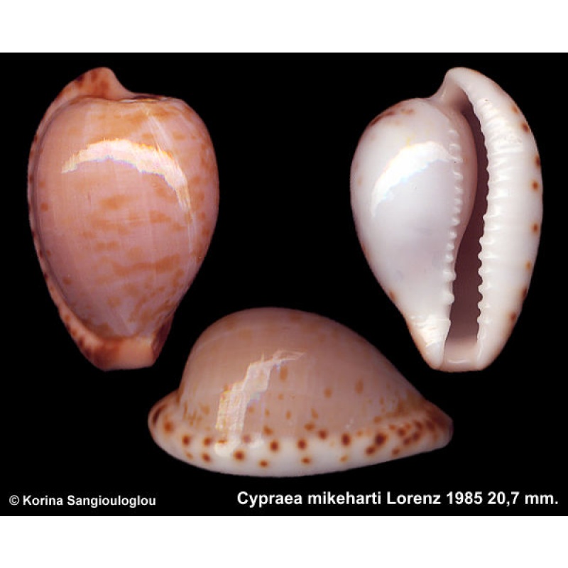 Cypraea mikeharti Gorgeous Rare!