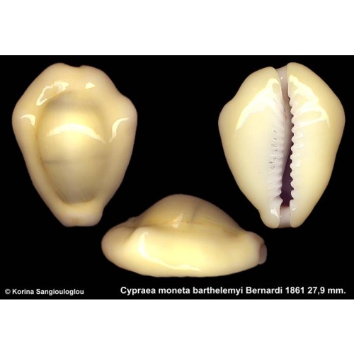 Cypraea moneta barthelemyi Gorgeous Yellow Hypercallosa!