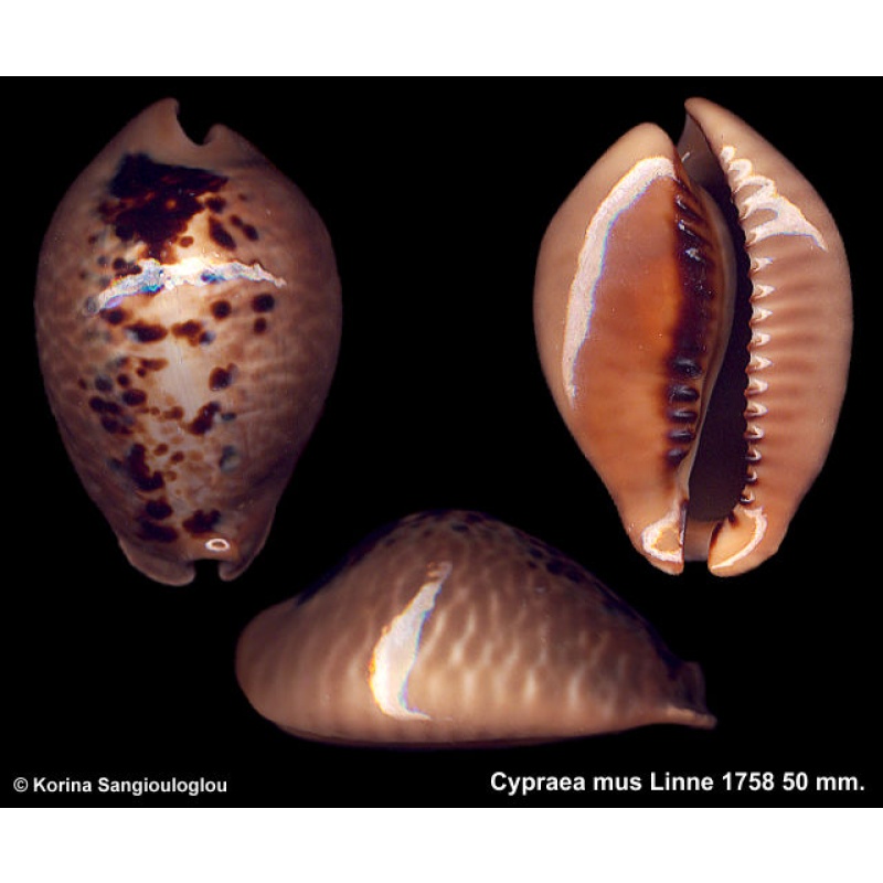 Cypraea mus Gorgeous Dark!