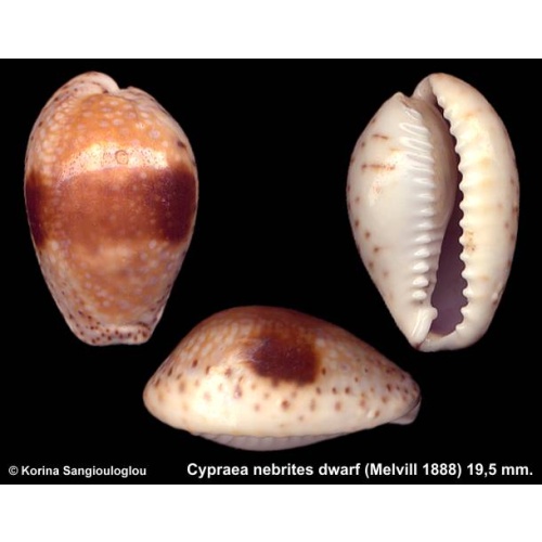 Cypraea nebrites dwarf Gorgeous Small form Unusual!