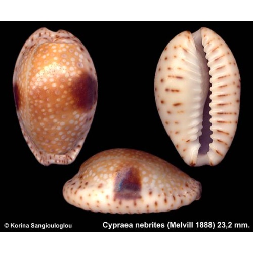 Cypraea nebrites Gorgeous Small form!