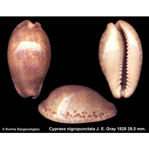 Cypraea nigropunctata Gorgeous!