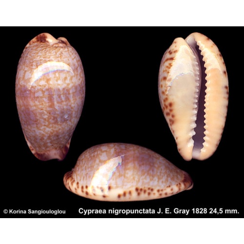 Cypraea nigropunctata Gorgeous Banded Superb!