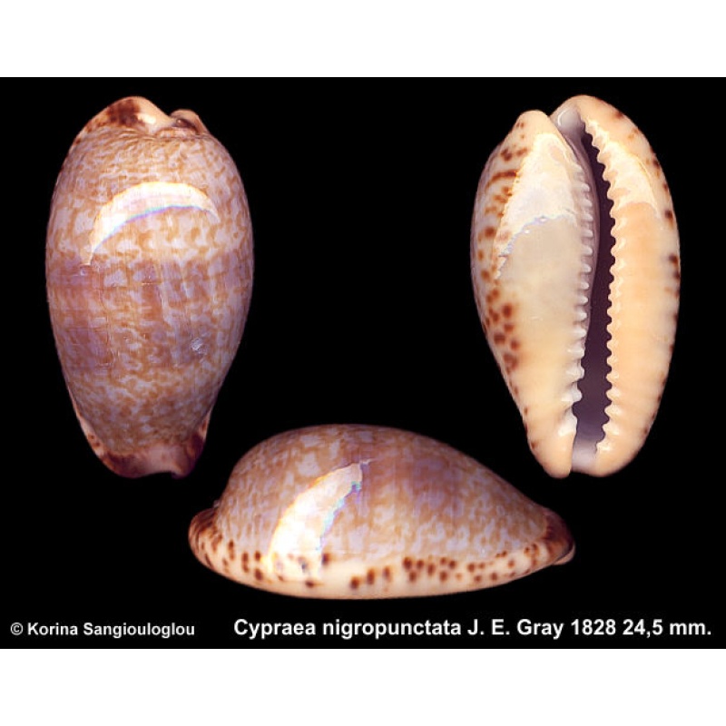 Cypraea nigropunctata Gorgeous Banded Superb!