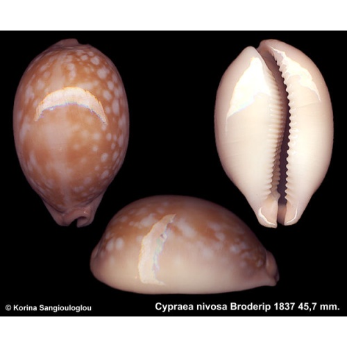 Cypraea nivosa Gorgeous Heavy!