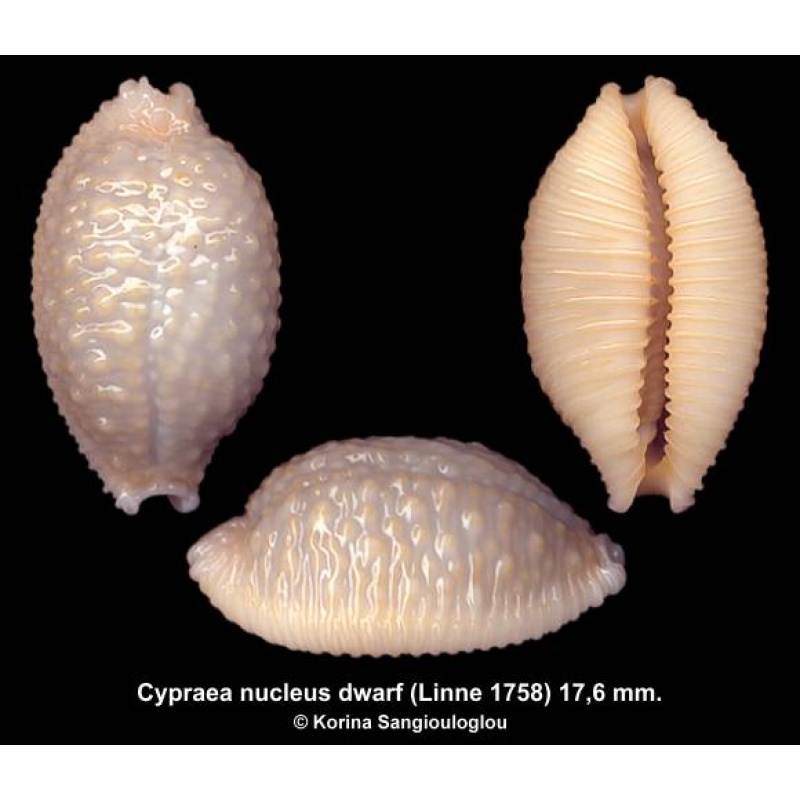 Cypraea nucleus dwarf Gorgeous Superb!