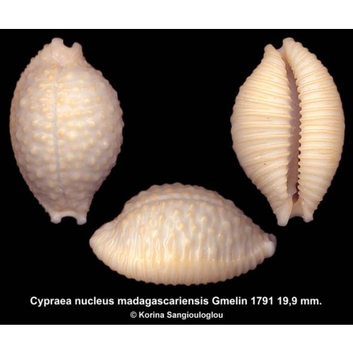 Cypraea nucleus madagascariensis Gorgeous Exceptional Knobby!