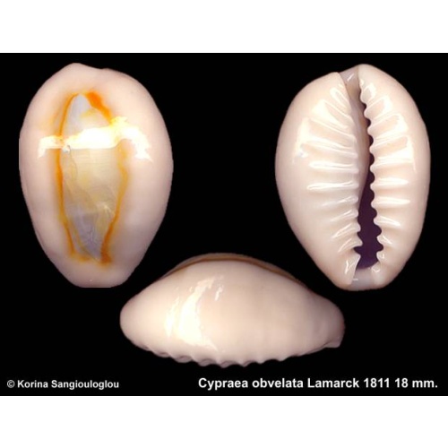Cypraea obvelata Outstanding!