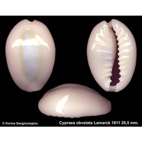 Cypraea obvelata Outstanding Sky/blue!