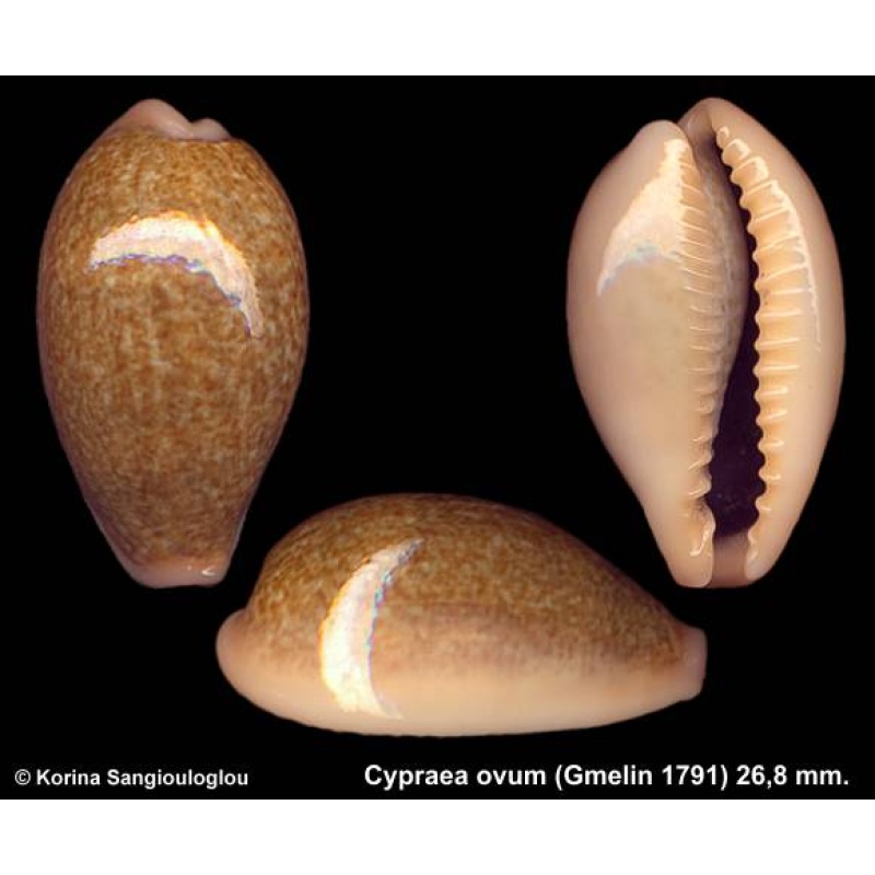 Cypraea ovum Gorgeous Greenish!