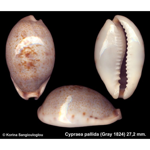 Cypraea pallida Outstanding Large!
