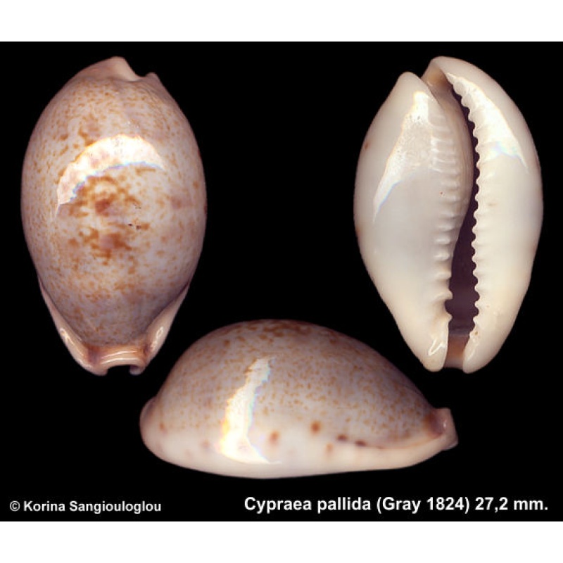 Cypraea pallida Outstanding Large!