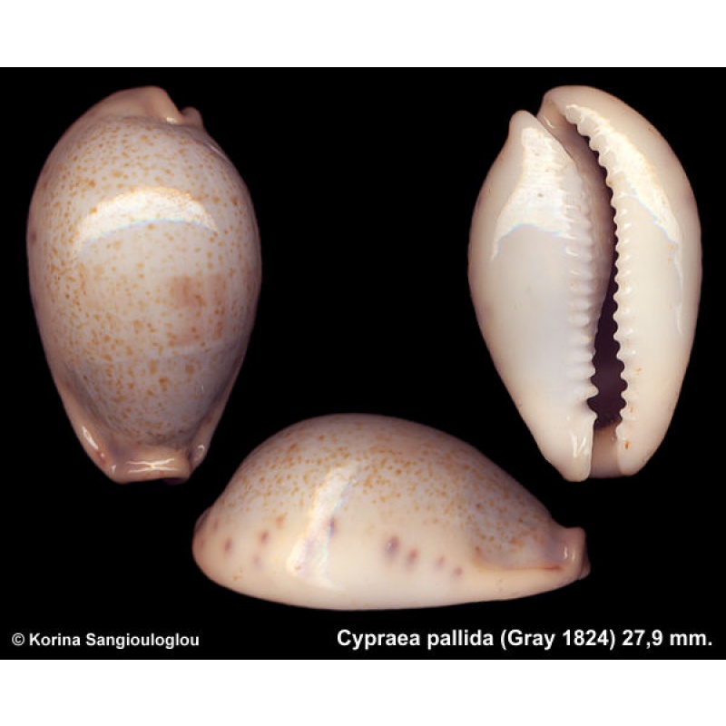 Cypraea pallida Outstanding Large!
