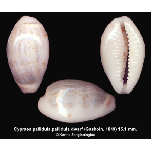 Cypraea pallidula pallidula dwarf Outstanding!