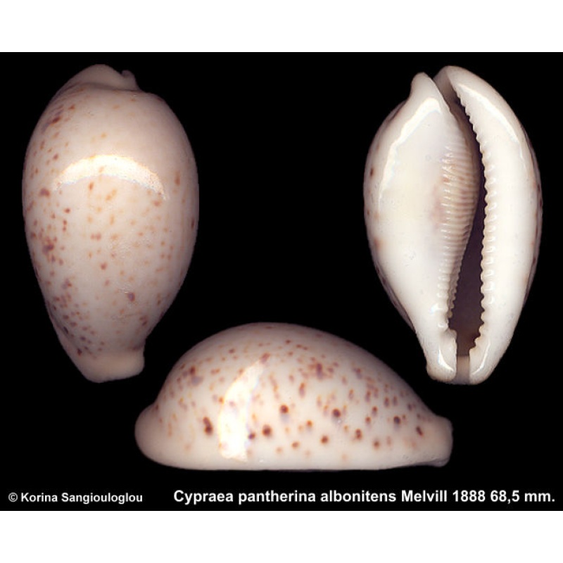 Cypraea pantherina albonitens Gorgeous!