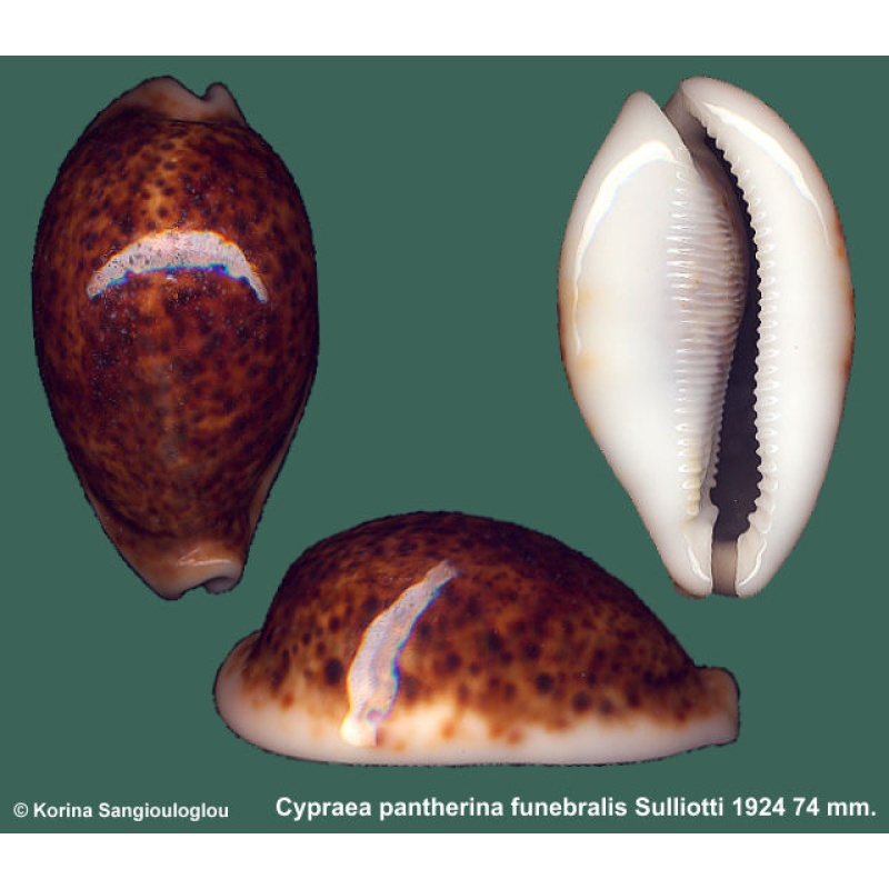 Cypraea pantherina funebralis Gorgeous Dark!