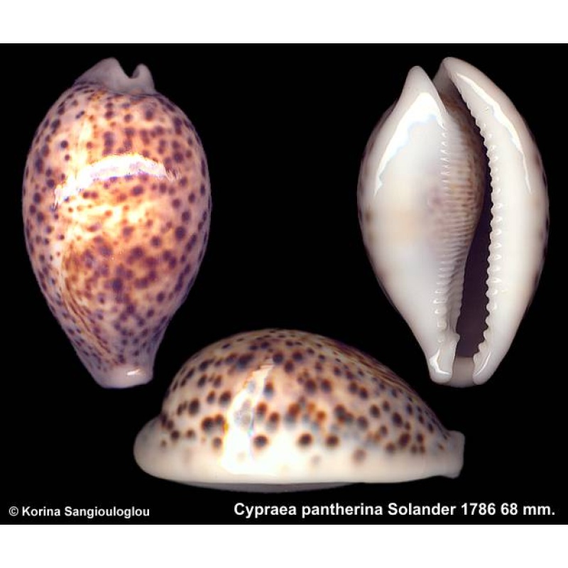 Cypraea pantherina Gorgeous Yellowish White!