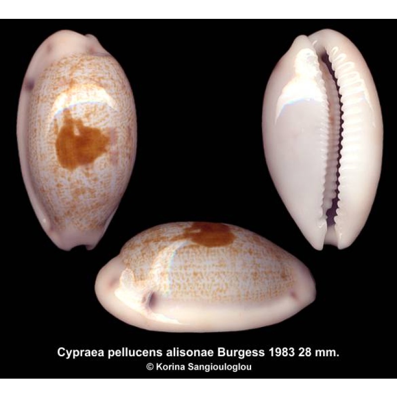 Cypraea pellucens alisonae Gorgeous Superb!
