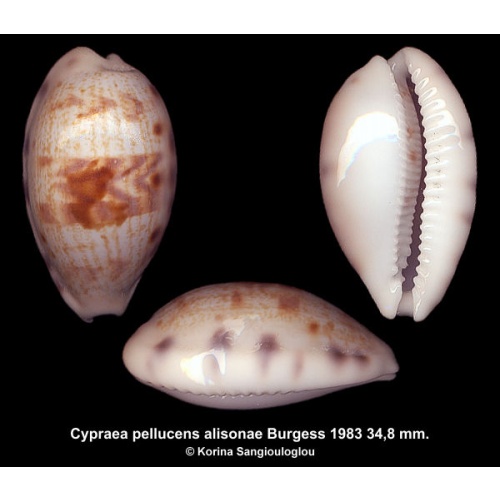 Cypraea pellucens alisonae Gorgeous Superb!