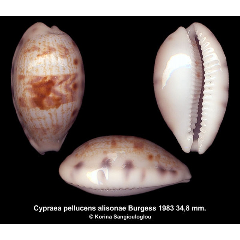 Cypraea pellucens alisonae Gorgeous Superb!