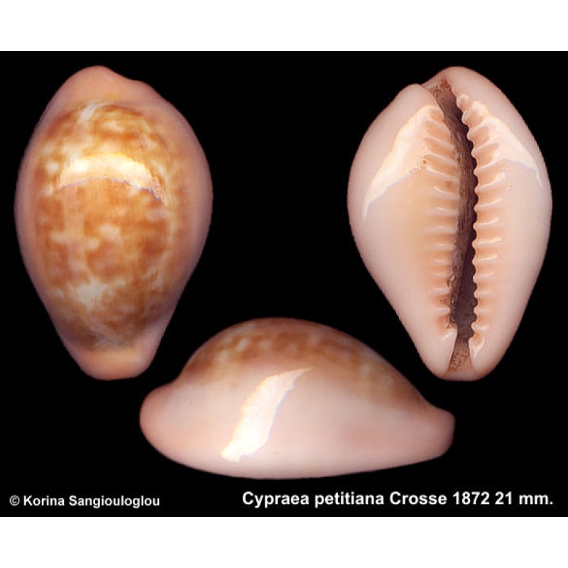 Cypraea petitiana Gorgeous Superb!