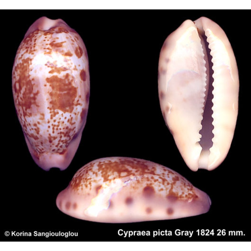 Cypraea picta Gorgeous Superb!