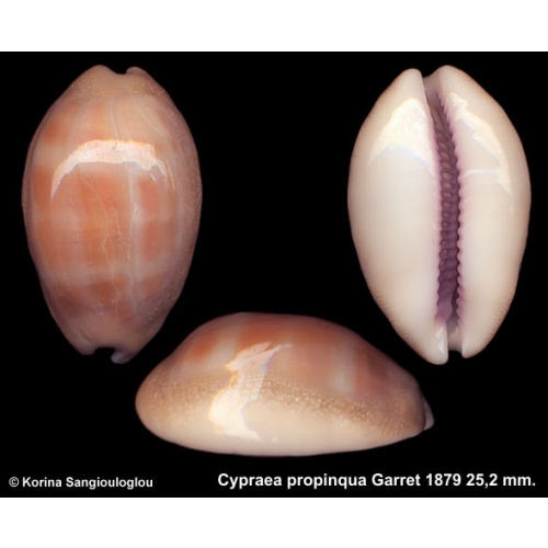 Cypraea propinqua Gorgeous!