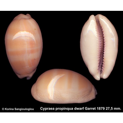 Cypraea propinqua dwarf Gorgeous Rare Hawaiian Specimen!