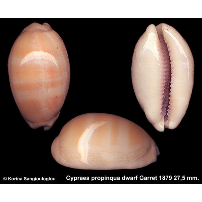 Cypraea propinqua dwarf Gorgeous Rare Hawaiian Specimen!