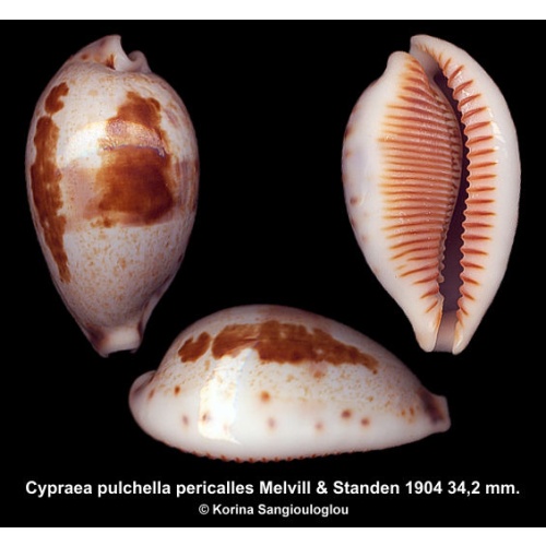 Cypraea pulchella pericalles Gorgeous Superb!