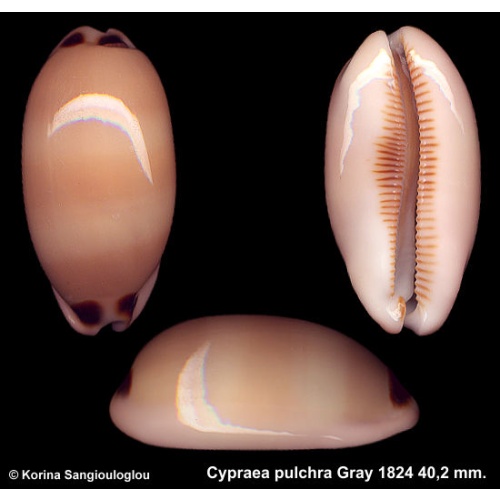 Cypraea pulchra Gorgeous Superb!