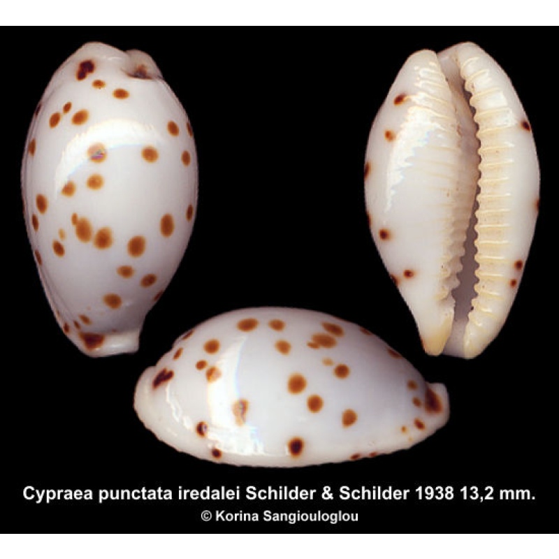 Cypraea punctata iredalei Gorgeous Melanesian Form!