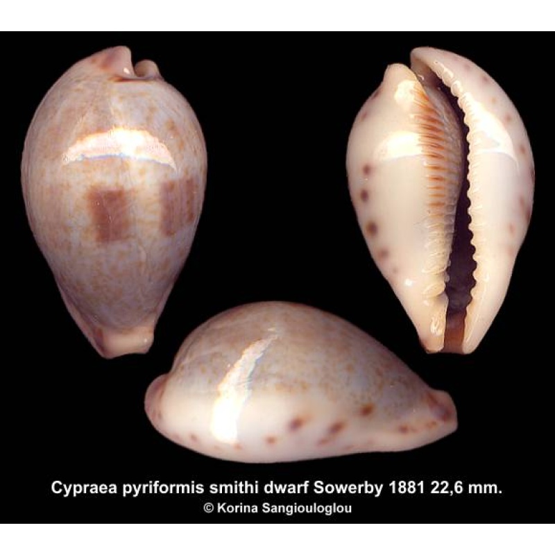 Cypraea pyriformis smithi dwarf Outstanding Rare Western Form!