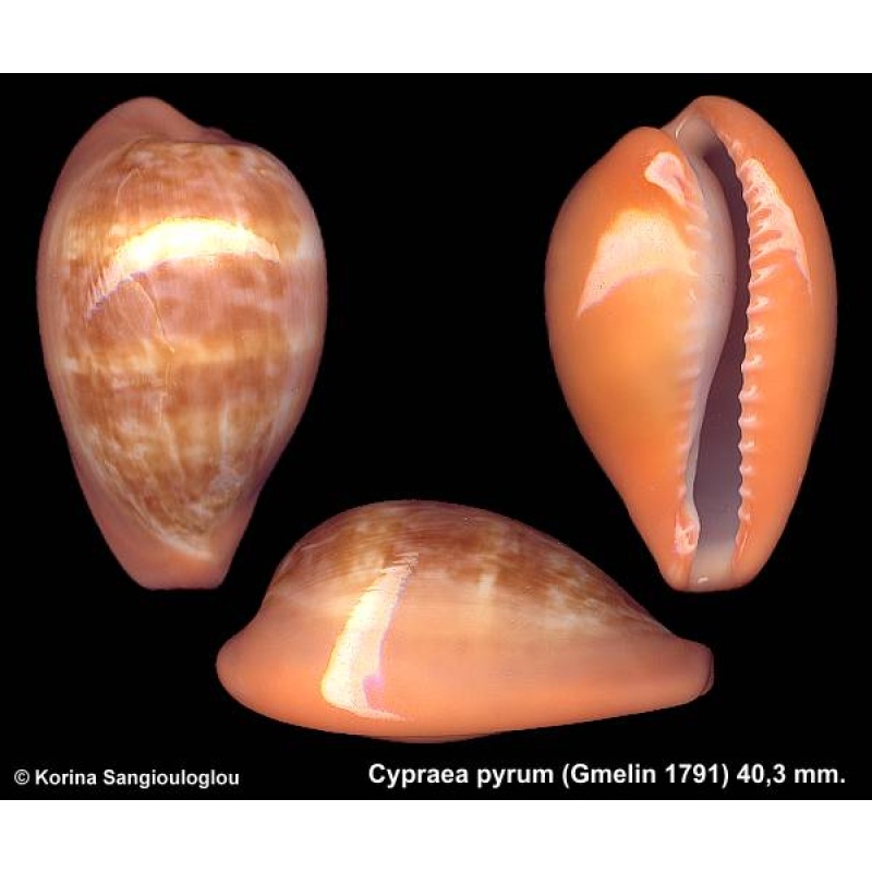 Cypraea pyrum Gorgeous Banded Globose Large!