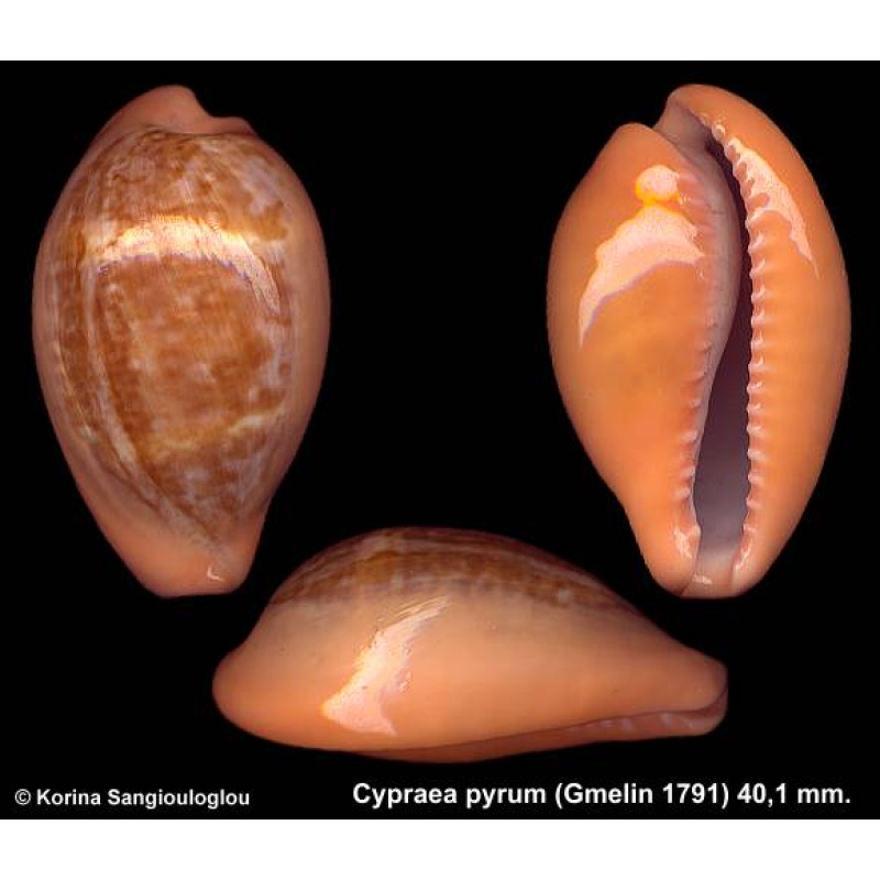 Cypraea pyrum Gorgeous Dark Unusual!