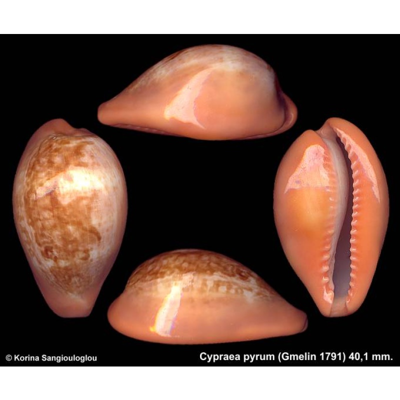 Cypraea pyrum Gorgeous Double Pattern Globose Large!