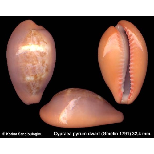 Cypraea pyrum dwarf Gorgeous Gray Sides Violet Lip Exceptional!