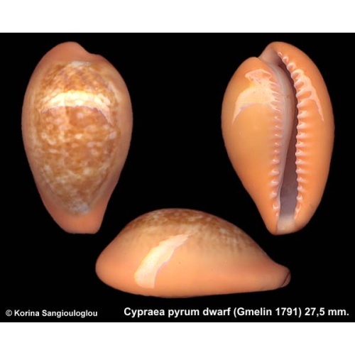 Cypraea pyrum dwarf Gorgeous Lilliput Violet Lip Superb!