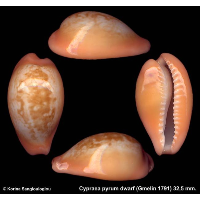 Cypraea pyrum dwarf Gorgeous Unusual Pattern!