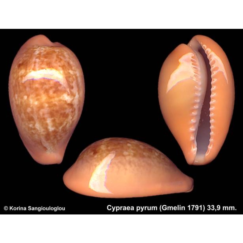 Cypraea pyrum Gorgeous Strong teeth!