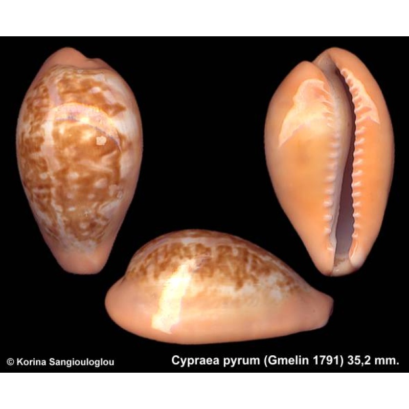 Cypraea pyrum Gorgeous With Mantle line Elongate!